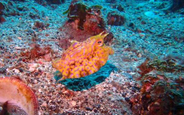 Cow Fish